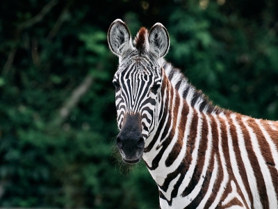Steppezebra - De Zonnegloed - Dierenpark - Dieren opvangcentrum - Sanctuary